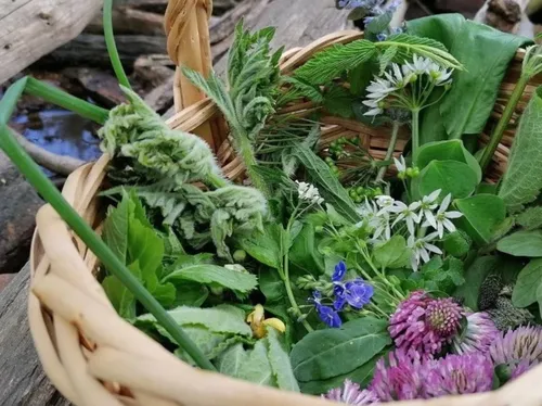 Korb mit Wildkräutern und Blumen im Freien.