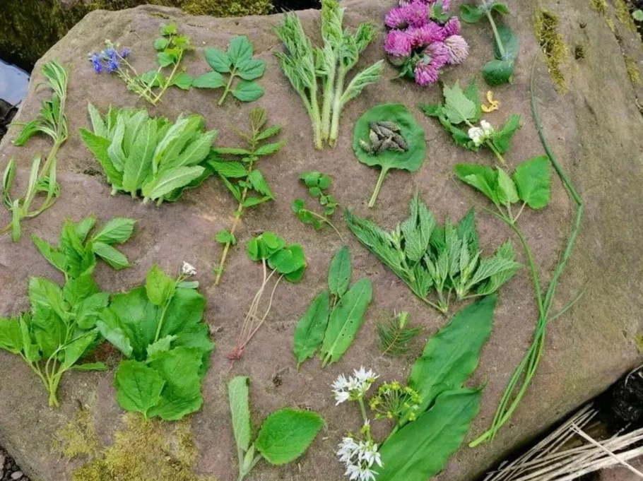 Verschiedene Wildpflanzen auf einem Felsen angeordnet.