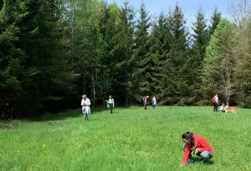 People gathering plants in a forest meadow.