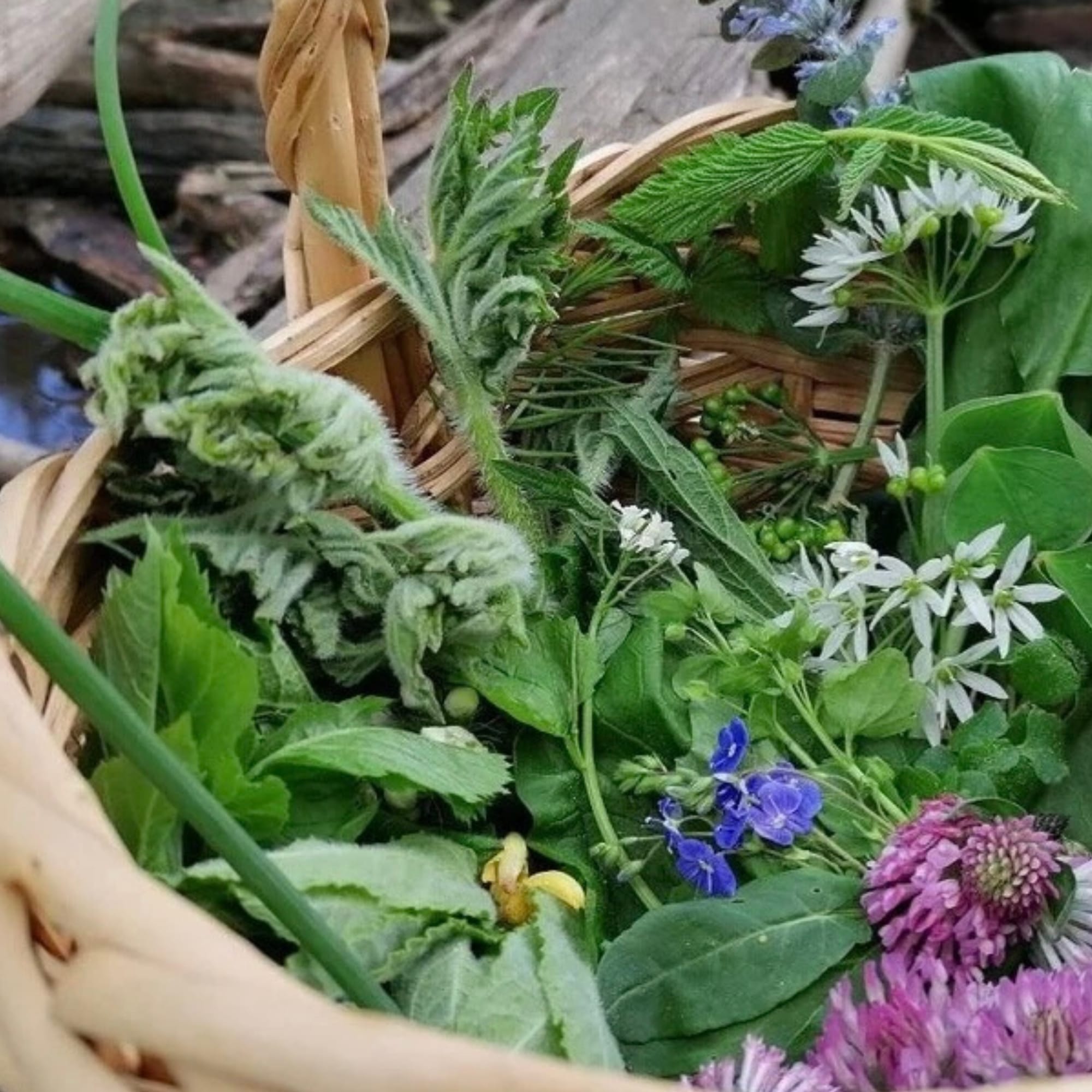 Kräuterwanderung in Hannover West: Essbare Wildkräuter
