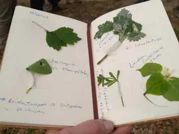 Notizbuch mit angeklebten Pflanzenblättern im Wald.