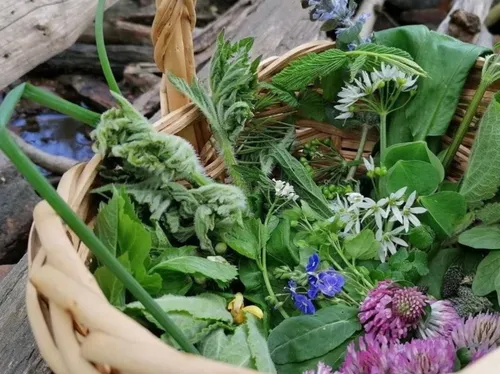 Korb mit verschiedenen Wildkräutern und Blumen.