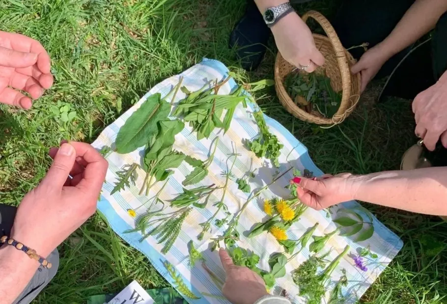 People examining wild herbs on a cloth outdoors.