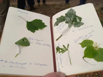 Notizbuch mit angeklebten Pflanzenblättern auf Seiten.