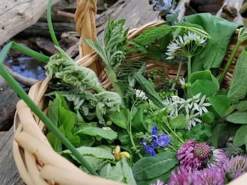 Basket of wild herbs and flowers outdoors.