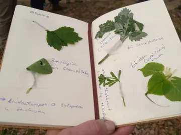 Notizbuch mit gepressten Blättern und handschriftlichen Notizen.