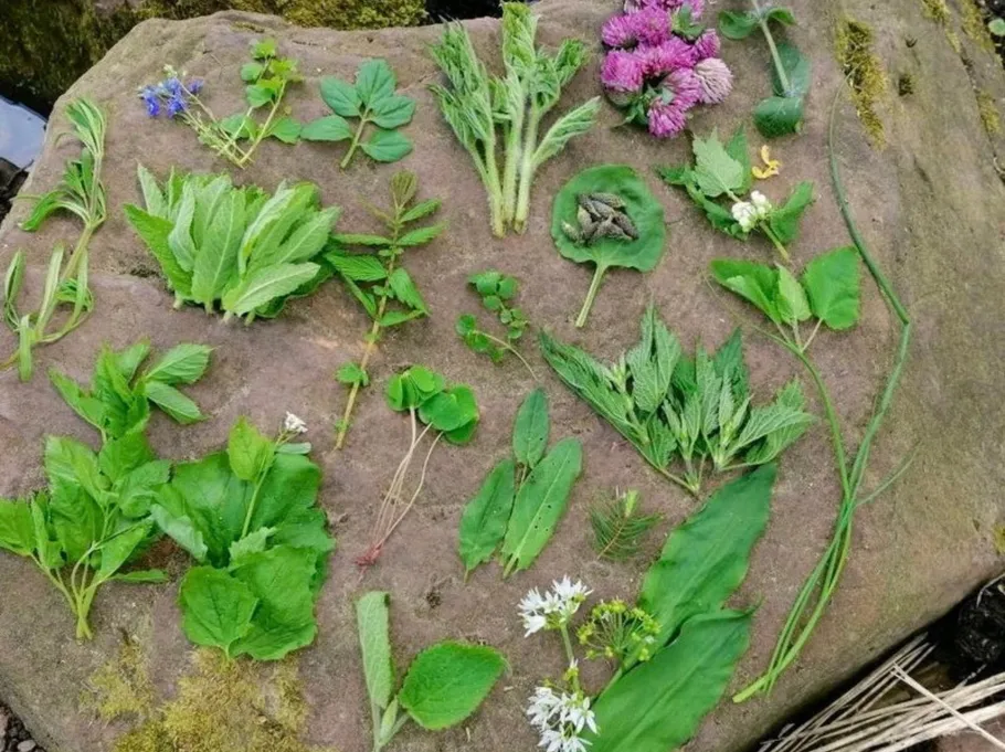 Various wild plants arranged on a rock.