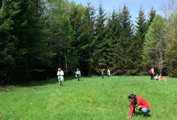 People gathering plants in a grassy clearing.