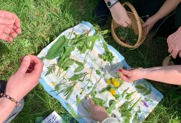Hands examining herbs on a cloth outdoors.