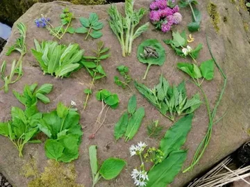 Various herbs and plants displayed on a rock.