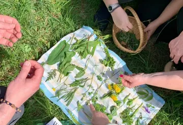Hände sortieren Kräuter auf Tuch im Gras.