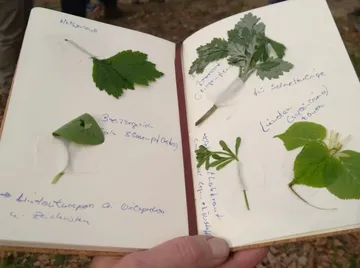 Offenes Notizbuch mit geklebten Pflanzenblättern.