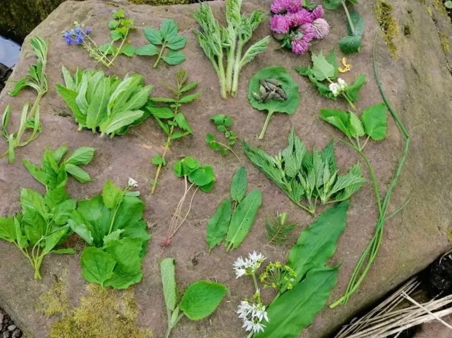 Verschiedene Blätter und Blumen auf einer Felsoberfläche.