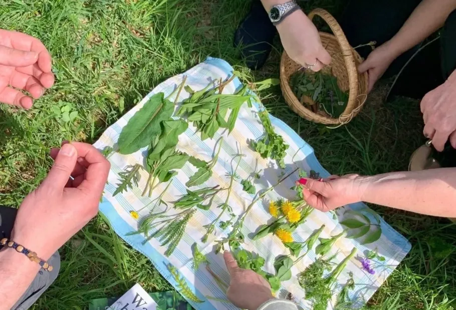 People arranging plants on a cloth outdoors.