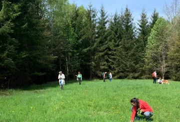 Menschen gehen und pflücken Pflanzen auf einer Lichtung.