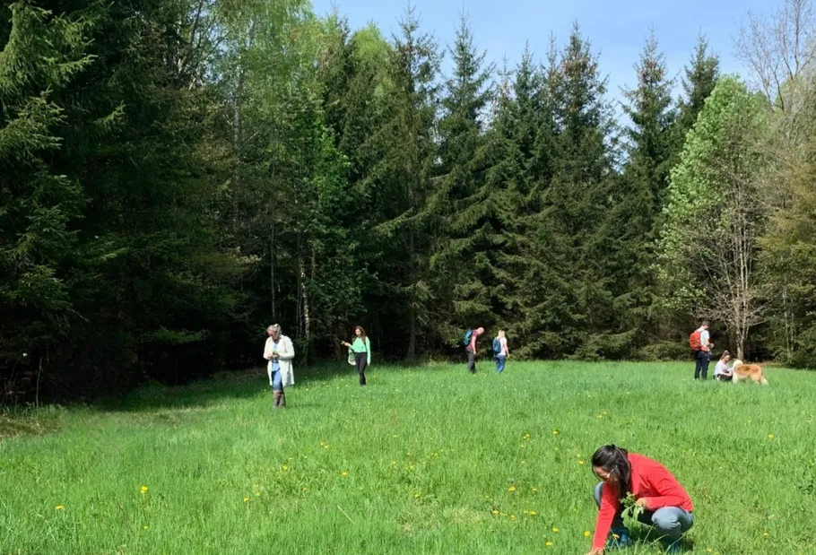 People walk and pick plants in a forest clearing.