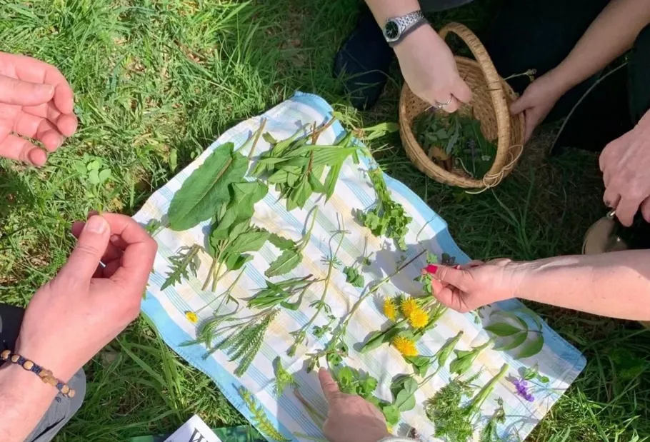 Hands arranging wild greens on a cloth.