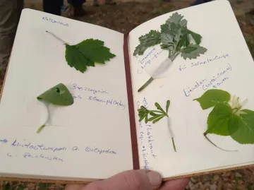 Notebook with taped plant leaves, handwritten notes.