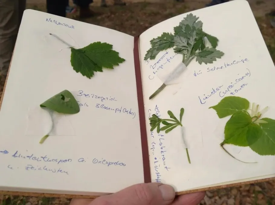 Notizbuch mit eingeklebten Pflanzenblättern, handschriftlichen Notizen.
