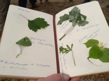 Notebook with taped leaves and handwritten notes.