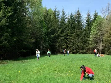 People picking plants in a forest clearing.