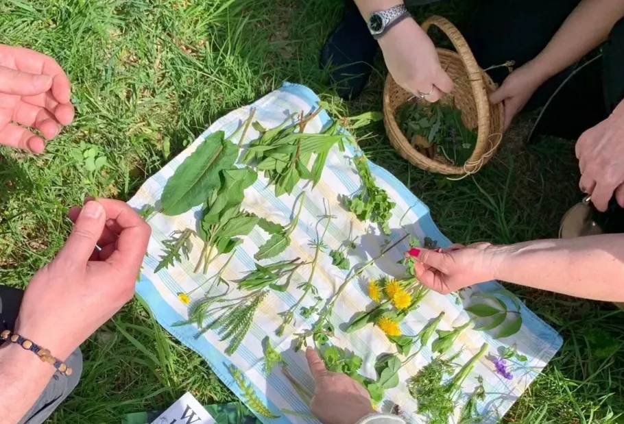 People collecting herbs on cloth in grass.