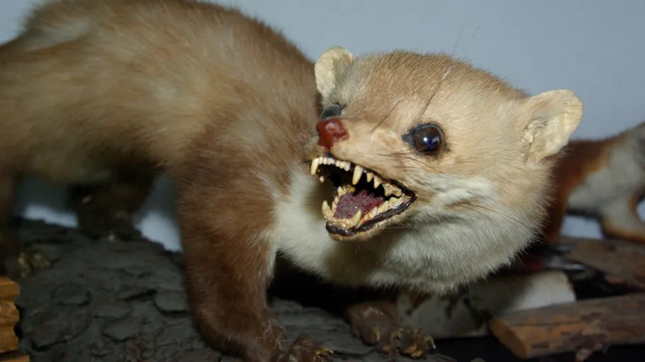 Stuffed marten with open mouth on display.