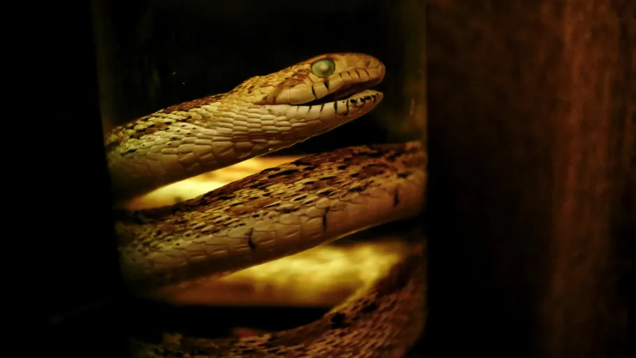 Snake submerged in liquid, wooden background.