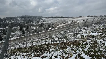 Snowy vineyard on a cloudy hillside.
