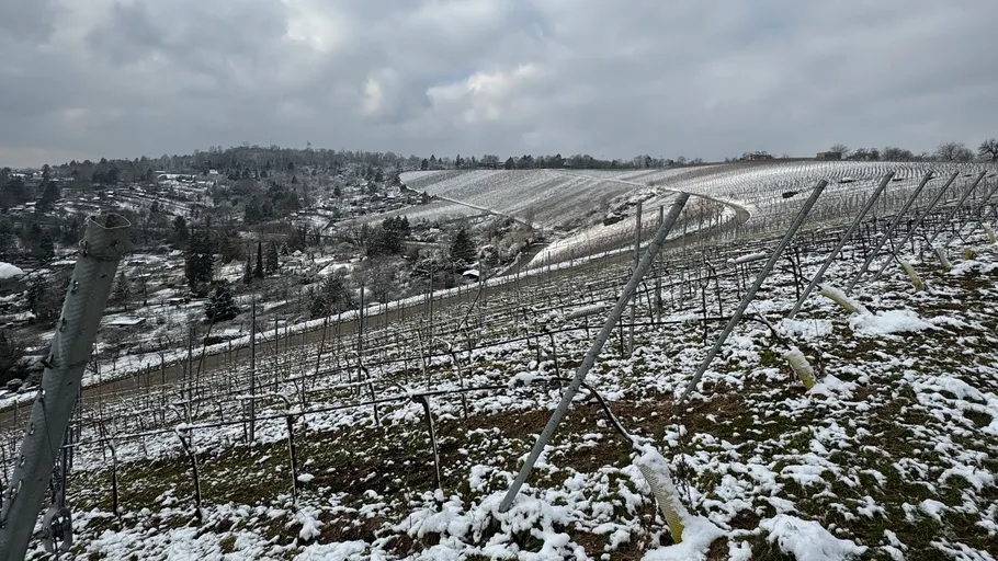 Verschneiter Weinberg auf bewölktem Hügel.