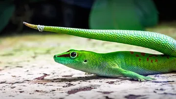 Grüner Gecko liegt auf strukturierter Oberfläche.