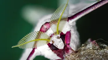 Moth with large antennae on green background.