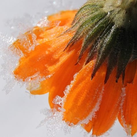 Wildkräuterwellness: „Die Kraft der Ringelblume“ in Erfurt