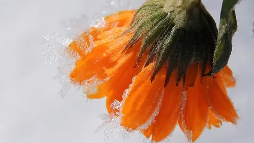 Wild herb wellness in Munich: The power of marigold