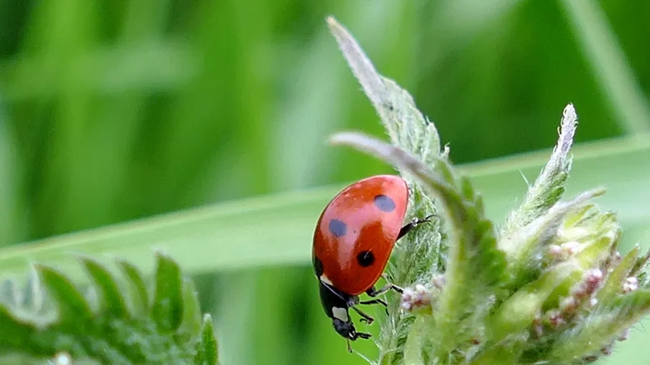 Ladybug climbing green plant, blurred background.