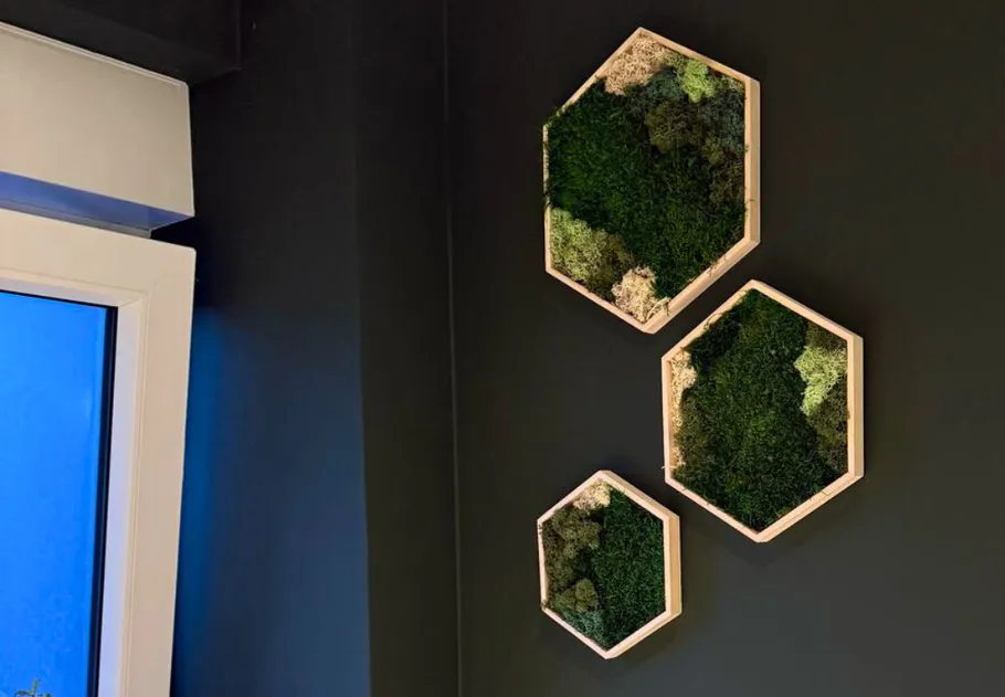 Hexagonal moss frames on dark wall interior.