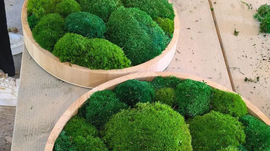 Moss art pieces on a wooden table.