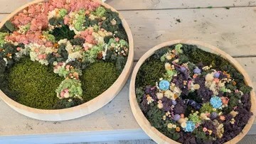 Bunte Moosarrangements in Holzschalen auf Tisch.
