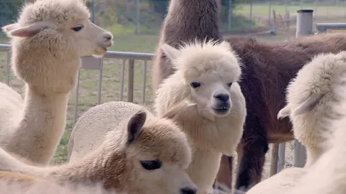 Group of alpacas standing in a pen.