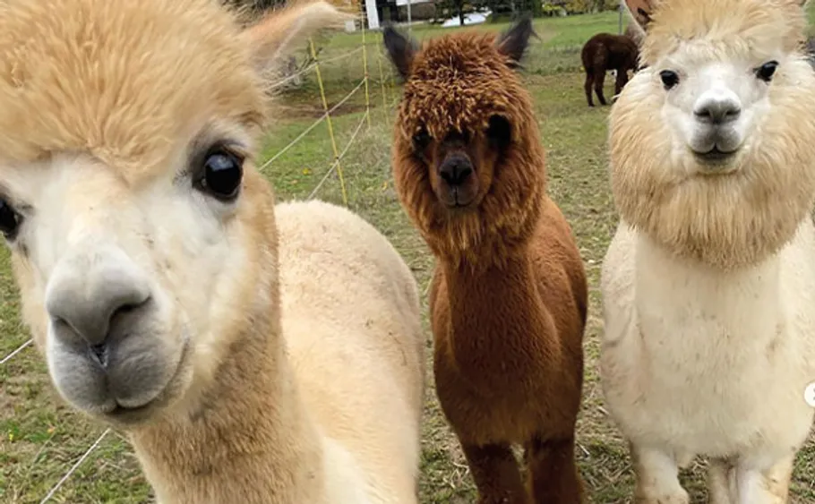 Drei Alpakas stehen auf einer Wiese.