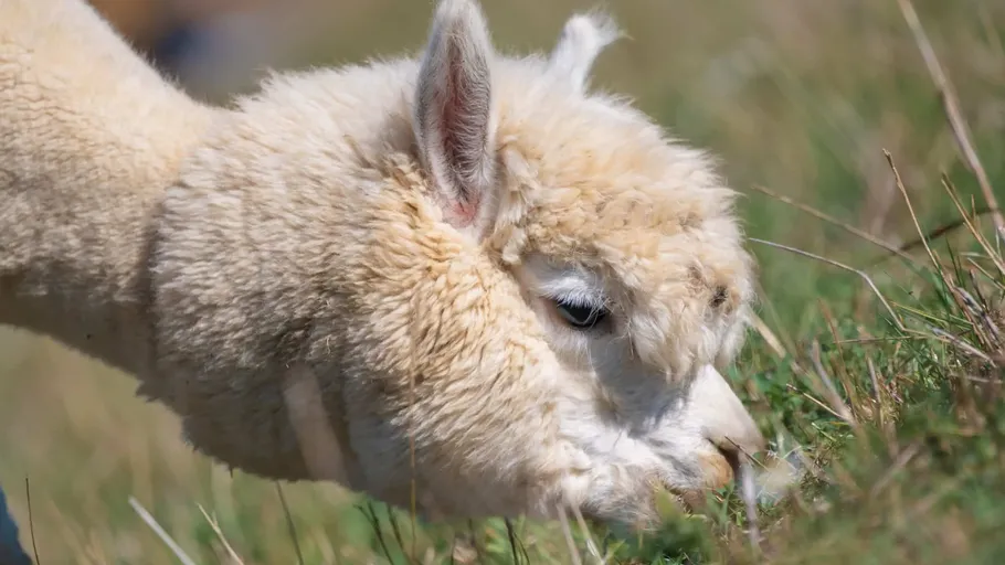 Alpaca grazing in a grassy field.