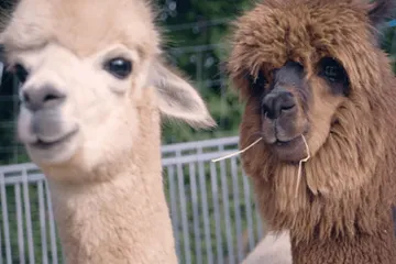 Zwei Alpakas stehen in einem Gehege.