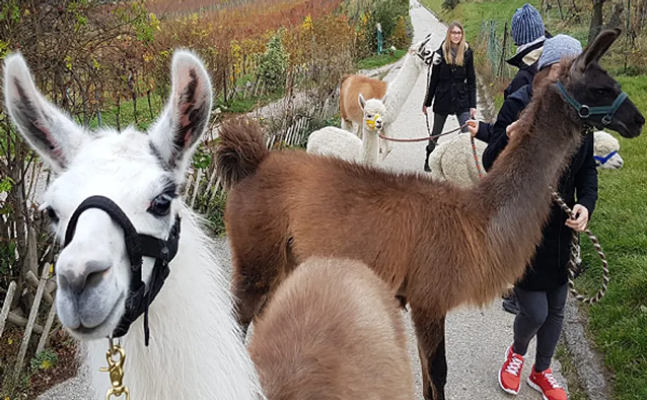 Llamas being walked along a rural path.