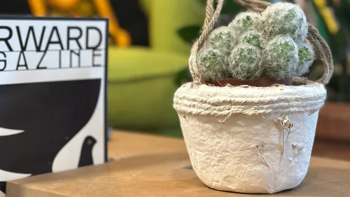 Potted cactus on table, magazine nearby.