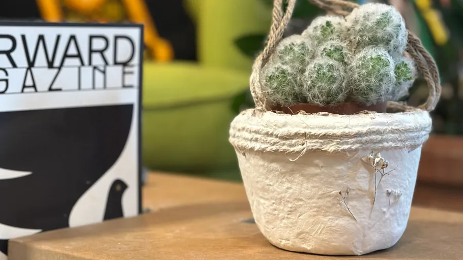 Potted cactus on table, magazine nearby.