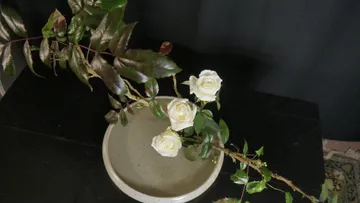 White roses arranged in a bowl.