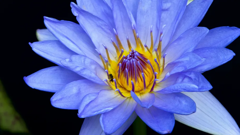 Blaue Lotusblume mit Biene, dunkler Hintergrund.