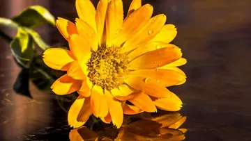 Yellow flower reflecting on a wet surface.