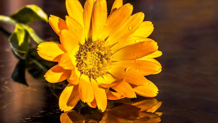 Yellow flower reflecting on a wet surface.