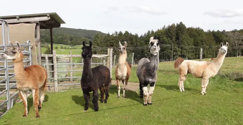 Fünf Lamas stehen auf einer Wiese.
